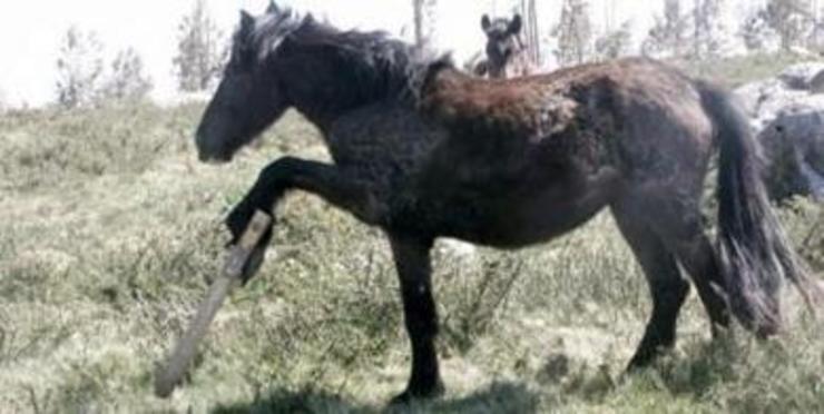 Cabalos con cepo nos montes galegos. Foto: Libera