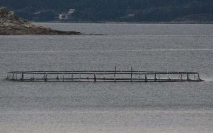 Gaiolas de salmón na ría de Muros / QPC.