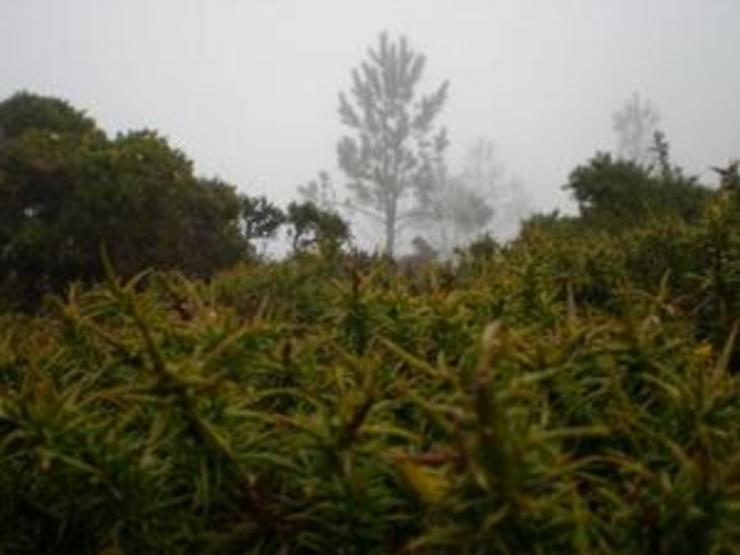 A esencia do galiñeiro / Arquivo