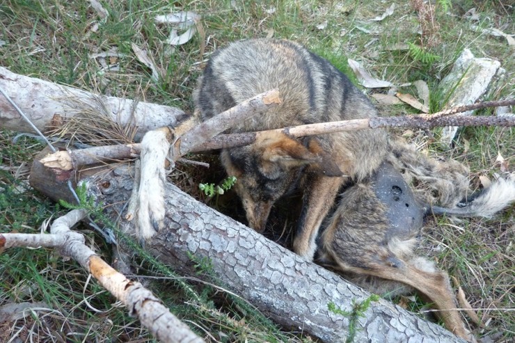 Lobo morto con lazo no Barbanza