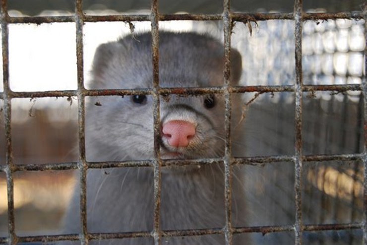 visóns engaiolados/mascoteros