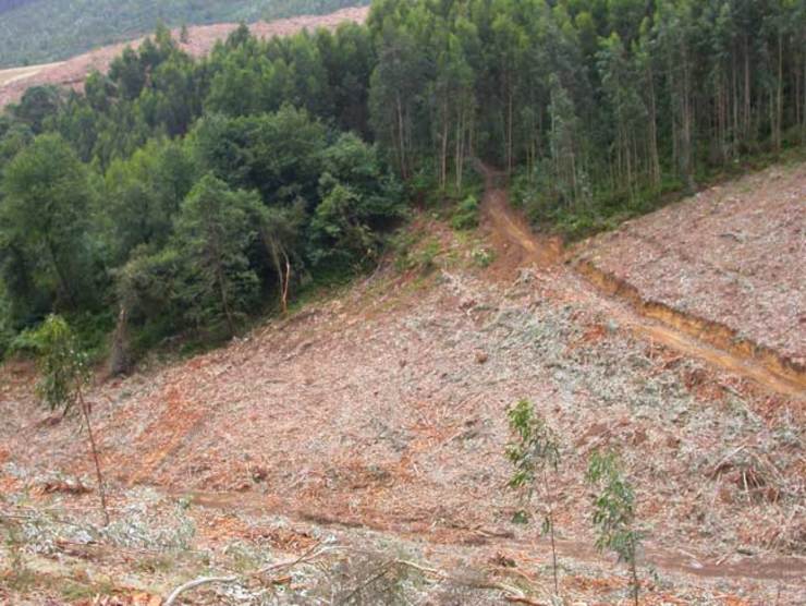 Unha platación de frondosas tenta parar outra de eucaliptos