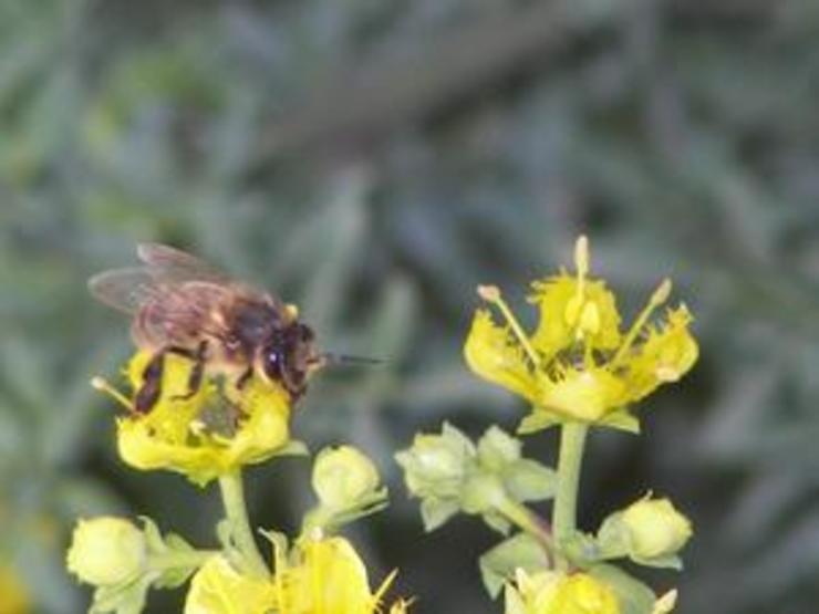 Ese pesticida afecta á colonia de abellas