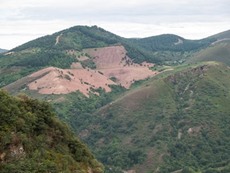 Zona de plantación de piñeiros no Courel.