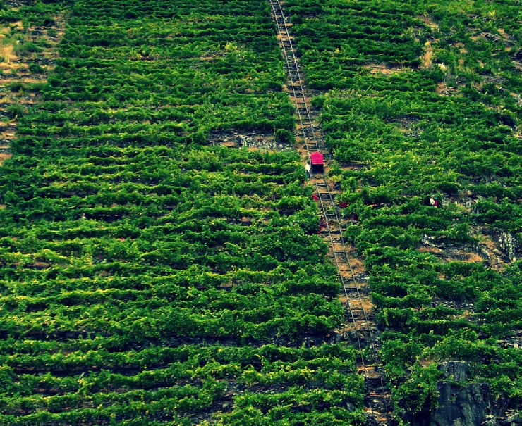 Viñedos na Ribeira Sacra