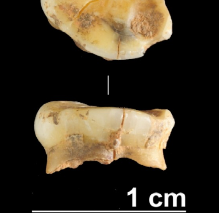 Dente do paleolítico atopado en Valdavara