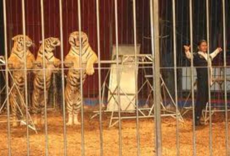 Tigres de Siberia nun espectáculo circense