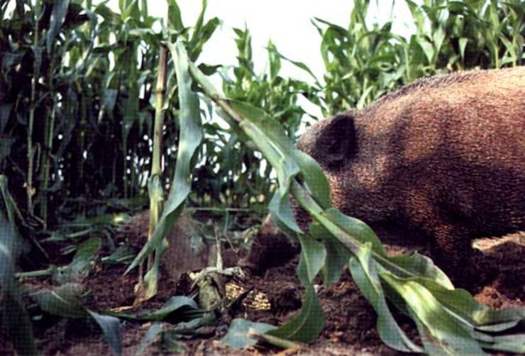 Un xabarín nun campo de millo