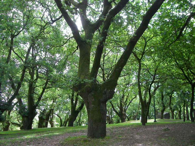 Carballeira de Santa Susana, en Compostela