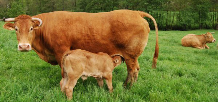 Vaca de raza rubia galega co seu cuxo