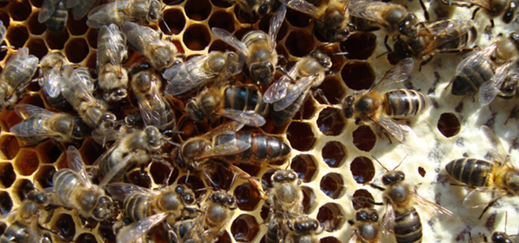 Enxamio de abellas