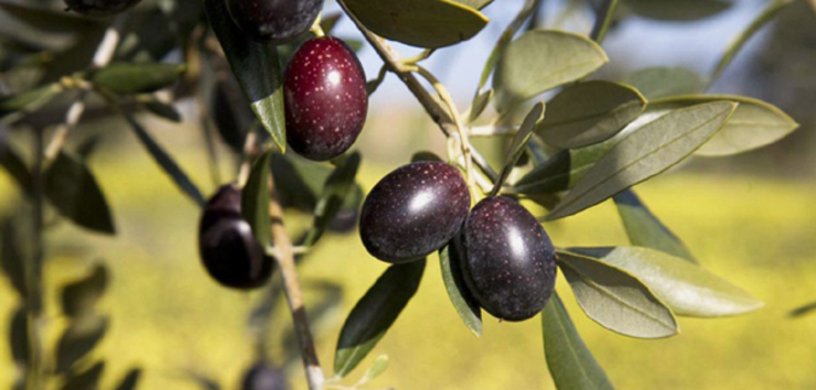 Oliveira da variedade galega