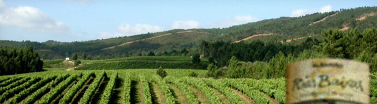 Viñas da denominación de orixe Rías Baixas.