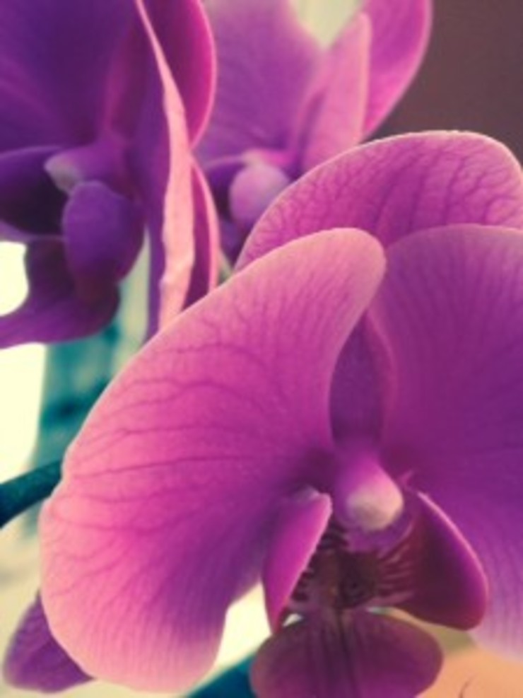 Orquídea Radiante