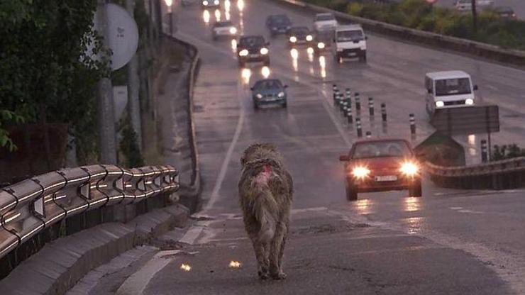 Un can abandonado camiña por unha autovía