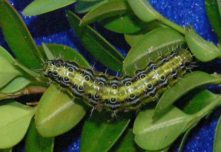 Larva que afecta a pranta do buxo 