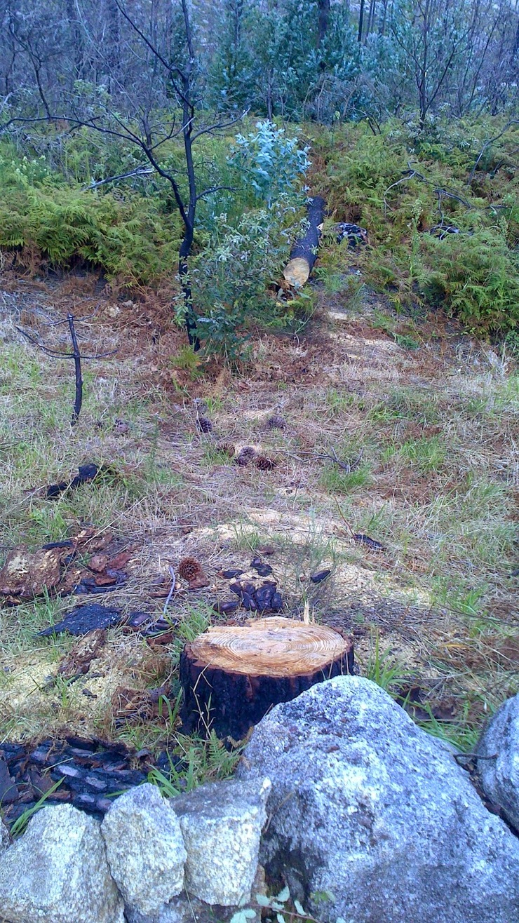 Os eucaliptos comezan a invadir o ecosistema do Monte Pindo 