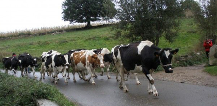 Vacas nun camiño rural