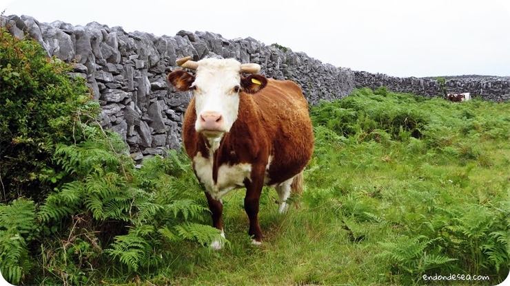 Unha vaca en Irlanda