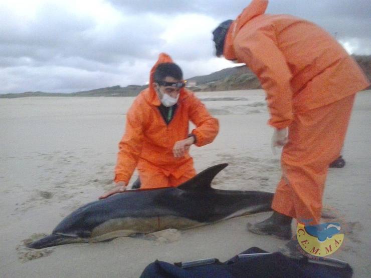 Golfiño varado na praia de Razo 