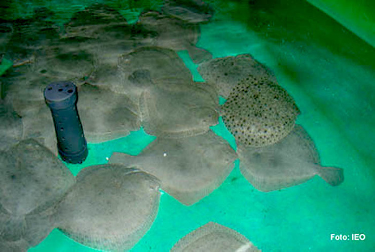 Rodaballos triploides / Instituto Español de Oceanografía.