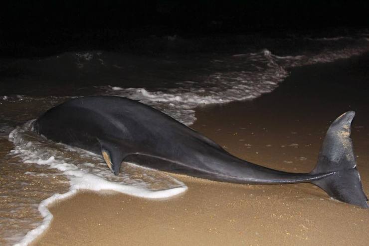 Arroaz atopado morto na praia de As Sinas, en Vilanova de Arousa. 