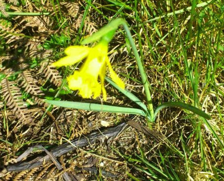 Nova especie, o Narcissus asturiensis, atopada no Monte Pindo