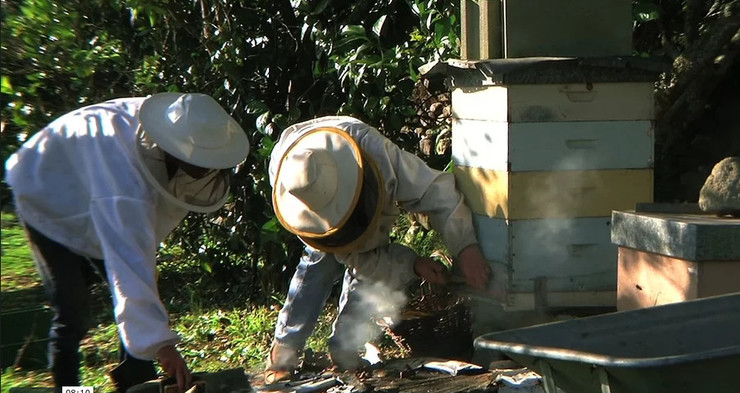 Imaxes do documental sobre apicultura e extracción do mel