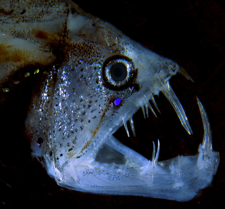 Imaxe dun peixe víbora tomada tomada polo biólogo vigués Álvaro Roura Labiaga / Nikon Small World.