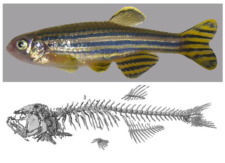 Investigadores do CSIC Galicia descubriron e caracterizaron en peixes cebra un novo neuropéptido pertencente á familia das hormonas paratiroides, denominado PTH4 / CSIC.