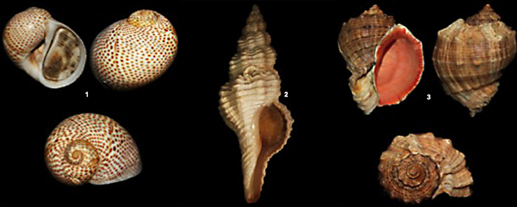 Especies de moluscos exóticos con tendencia a prosperar como invasores nas rías galegas: 1. Natica stercusmuscarum; 2. Fusinus rostratus; 3. Rapana venosa 