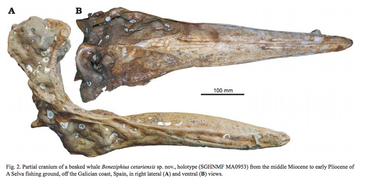 Vista dorsal (arriba) e lateral (abaixo) da especie de fósil Beneziphius cetariensis / Miján, I., Louwye, S. e Lambert, O. (2017). A new Beneziphius beaked whale from the ocean floor off Galicia, Spain and biostratigraphic reassessment of the type species. Acta Palaeontologica Polonica 62 (X): xxx–xxx.