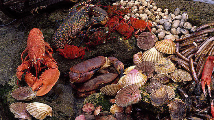 Mariscos galegos / PDRA.