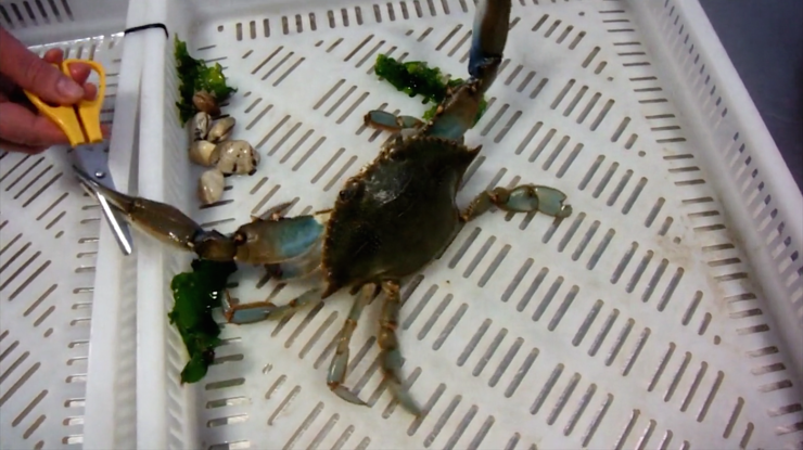 Exemplar de cangrexo azul atopado na ría de Vigo 