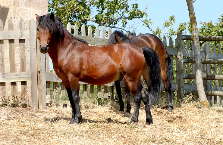 Cabalo de pura raza galega 