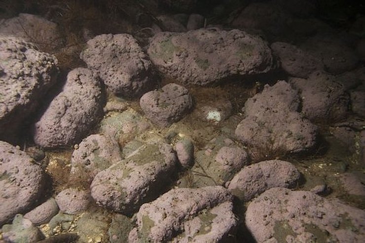 Identificación da alga vermella Pneophyllum cetinaensis / Žuljević, A. et al. First freshwater coralline alga and the role of local features in a major biome transition. Sci. Rep. 6, 19642; doi: 10.1038/srep19642 (2016).