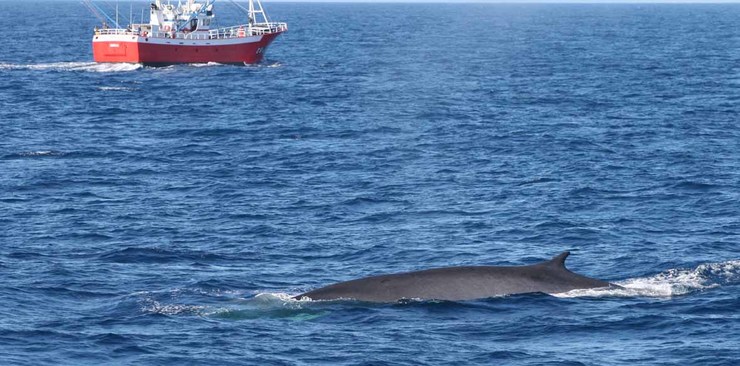 Exemplar de balea observado por membros da Coordinadora para o Estudo dos Mamíferos Mariños 