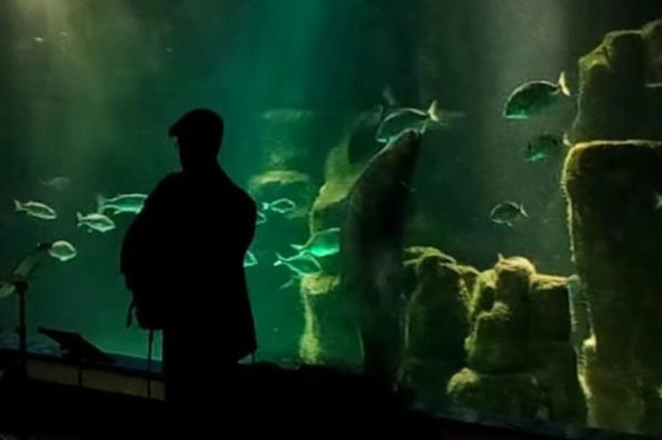 Un congro móvese a ritmo de jazz no Aquarium Finisterrae da Coruña 