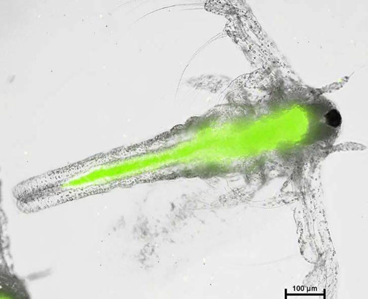 'Artemia Nauplii', tras inxerir nanopartículas de plástico
