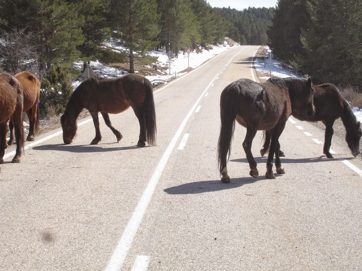 Cabalos soltos nunha estrada / unpocosobrecaballos.blogspot.com