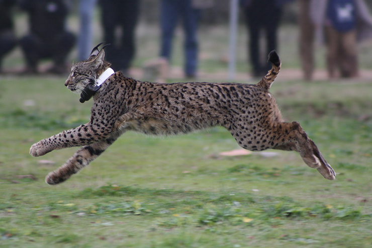 O lince ibérico Kentaro corre cara á liberdade tras ser solto nos Montes de Toledo 