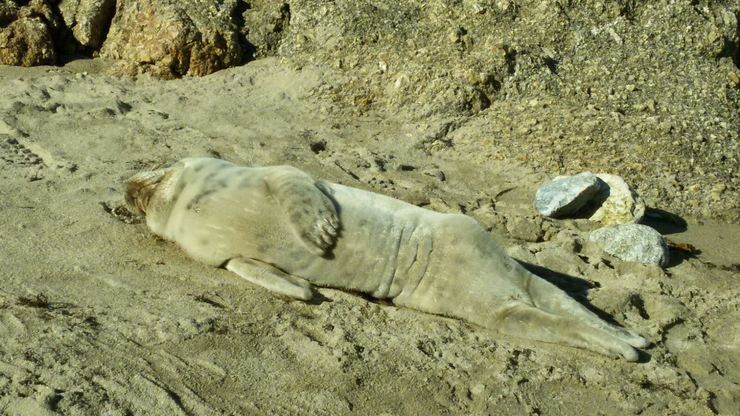 Lobo mariño atopado na Coruña. 