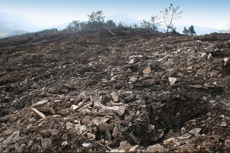 Unha platación de eucaliptos destrozou o castro de Castelo de Monte da Arca en Mondoñedo 