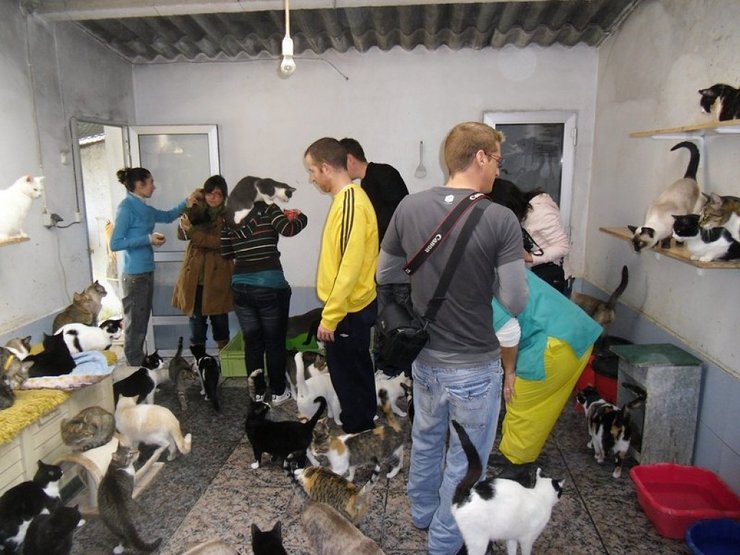 Voluntarios no Refuxio de animais de Bando, en Santiago 