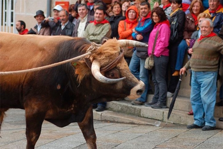 Festa do Boi, en Allariz / turismodegalicia.org