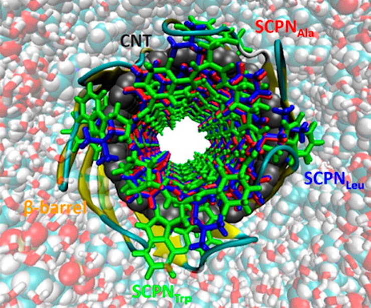 Investigadores do CiQUS e Oxford analizan o comportamiento da membrana celular ante a presenza de nanotubos 
