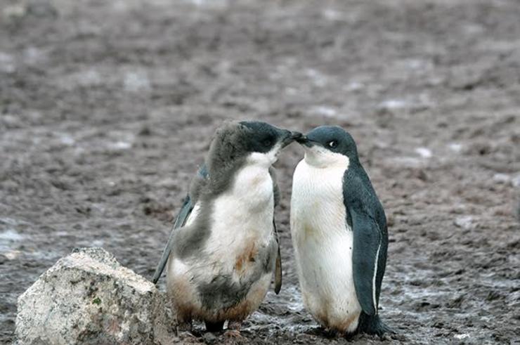 Dous pingüinos na Antártida /Xurxo Gago