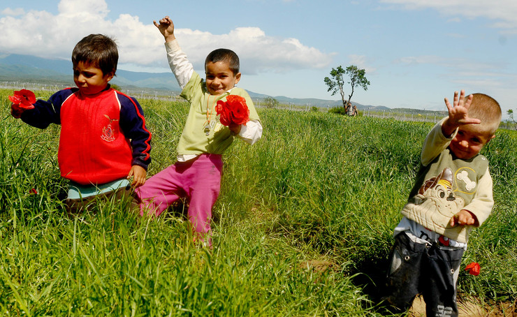 Nenos refuxiados recollen papoulas no campo de Idomeni, cercados polo aramado 