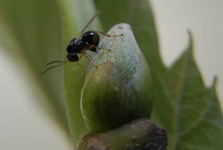 Avespiña asiática, na bugalla dun castiñeiro 