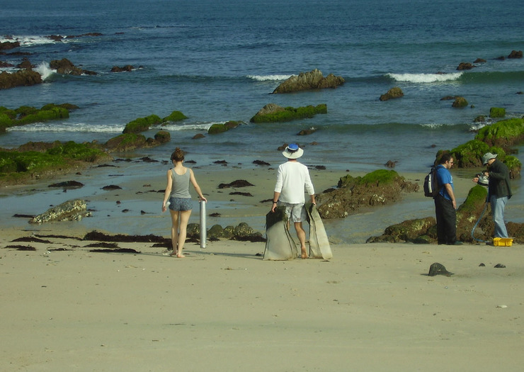 A degradación das algas é clave para conservar a biodiversidade das praias estuáricas galegas 